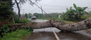 Gustian Andiwinata Beserta Turun Langsung Bereskan Jalan Segonde yang Tertutup Pohon Tumbang