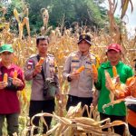 REKOR BARU! Panen Raya Jagung di Bengkayang Tembus 11,47 Ton per Hektare Berkat Sinergi BPS dan Polres