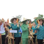 Panen Raya Jagung di Bengkayang Perkuat Ketahanan pangan Keluarga