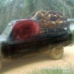 Diduga Pimpinan PT Agrinas Palma Nusantara CP 1 Terima Fee dari Pencuri Sawit